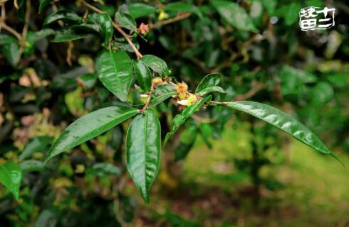 十二块田:以茶为梦天地宽 国